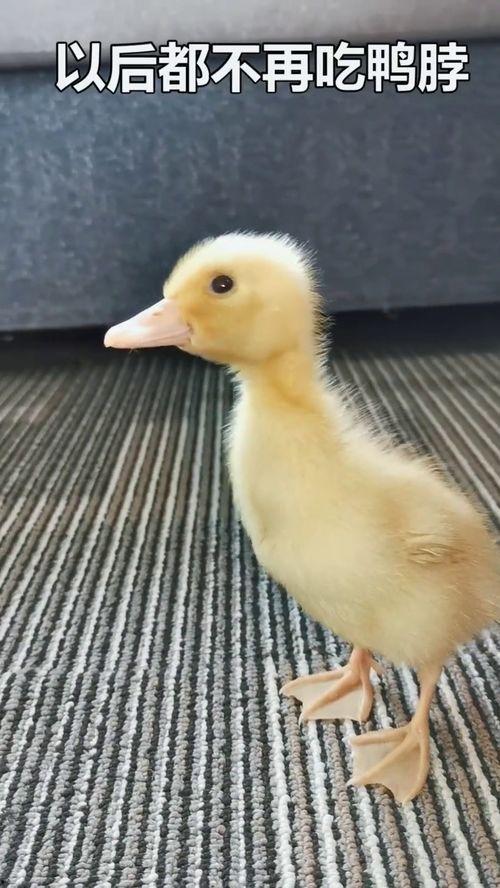 爆料吃瓜鸭鸭视频下载,热门爆料背后的下载攻略