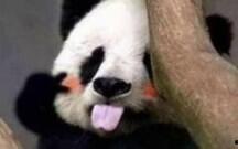 熊猫吃瓜萝卜南瓜视频在线观看,瓜、萝卜、南瓜大餐在线直播