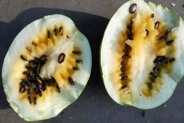 外地人吃籽瓜视频大全,视频大全带你领略地道风味