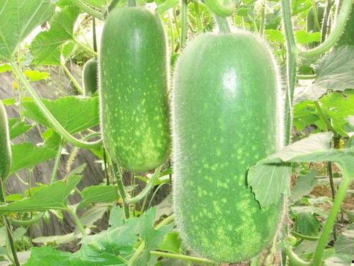 立秋吃瓜素材视频大全,盘点那些让人垂涎欲滴的吃瓜素材视频