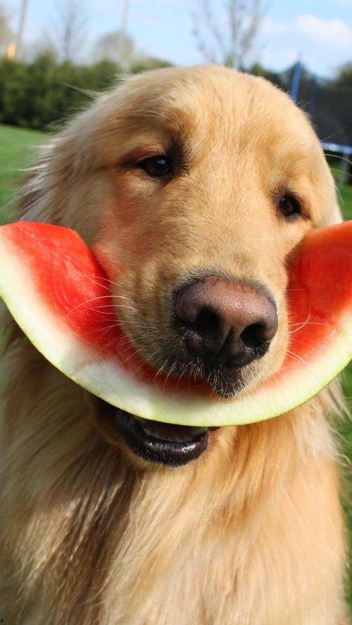 狗狗吃瓜可爱视频,狗狗吃瓜萌态百出