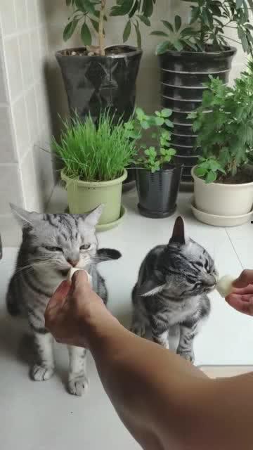 爱吃的小馋猫吃瓜视频,揭秘美食背后的故事