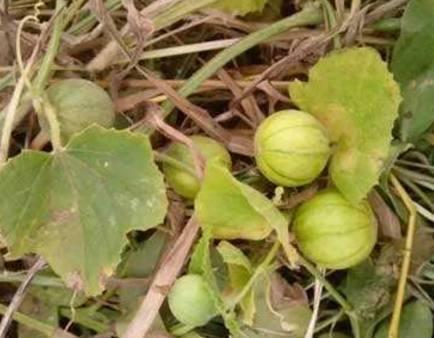 马泡瓜怎么吃美食的视频,创意吃法，美味升级