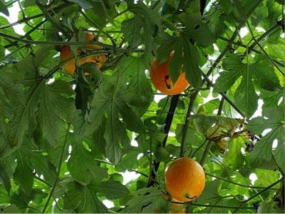 吃小吊瓜的视频在线观看,视频带你领略美味瞬间