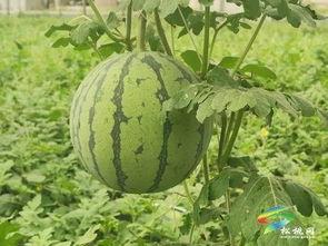 兰陵吃瓜事件最新进展视频,最新进展视频揭秘真相