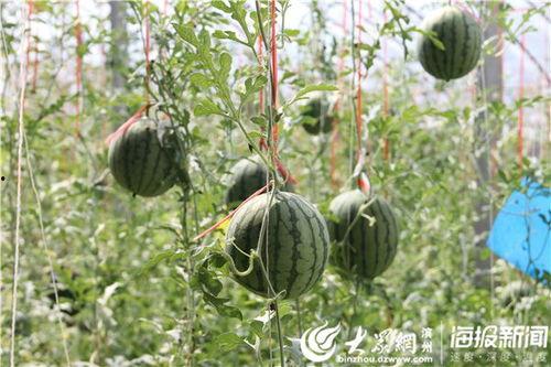 武义吃瓜事件视频最新,一场网络热议背后的真相揭秘