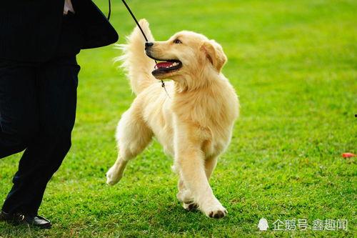 金毛狗吃哈密瓜行吗视频,萌宠美食新体验